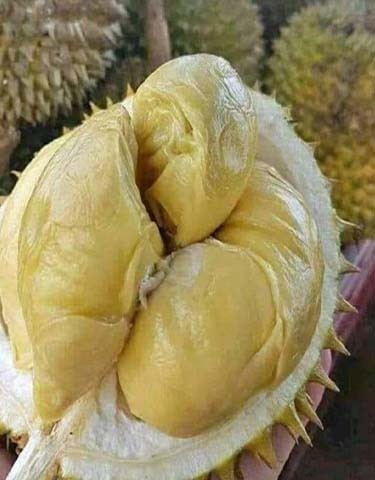 Durian Segar